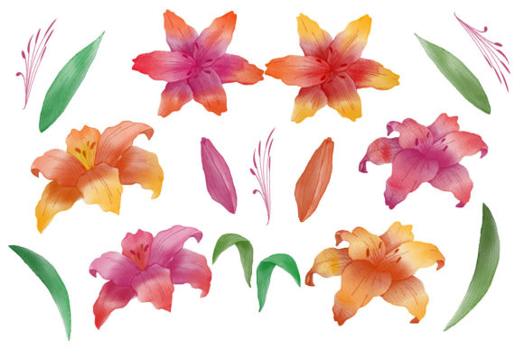 Watercolor Lily Floral Background Design